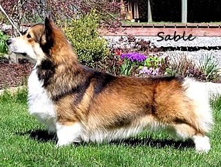 Sable
