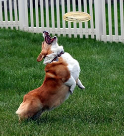 Corgi Frisbee