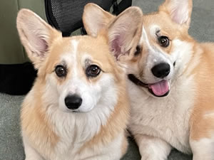 Pembroke corgis