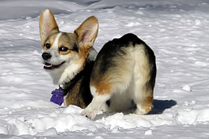 Snow Corgi