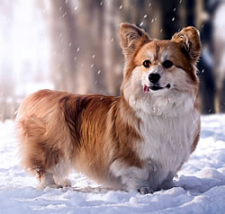 Fluffy corgi
