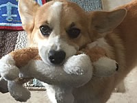 Cutie Pie Corgi