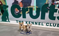 Pembrokes at Crufts
