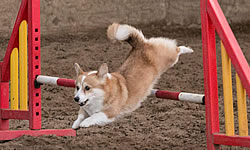 Agility