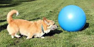 Treibball